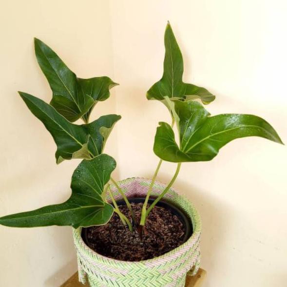 Anthurium Corong Bibit 