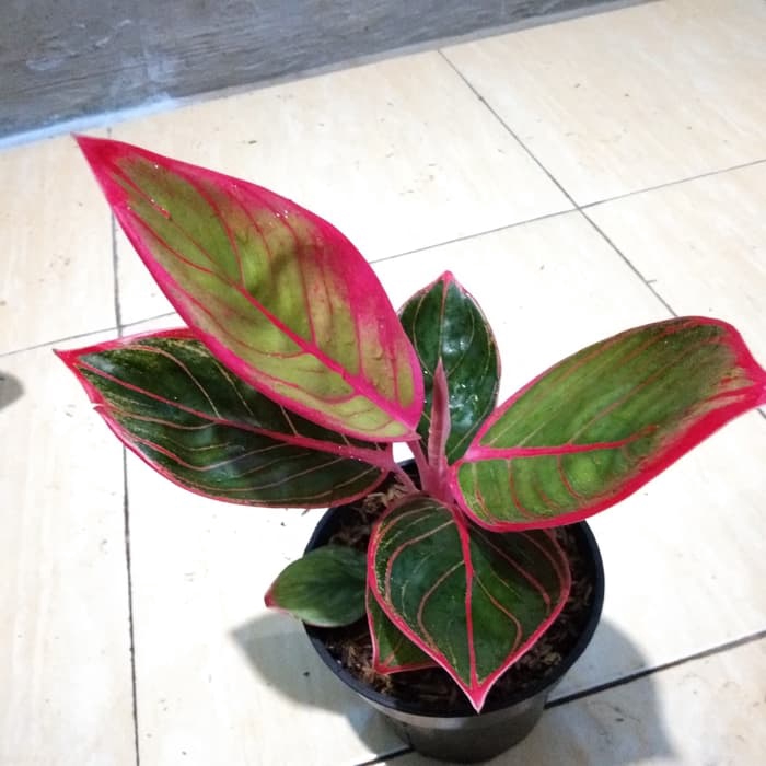 tanaman hias aglonema khanza - aglonema red khanza