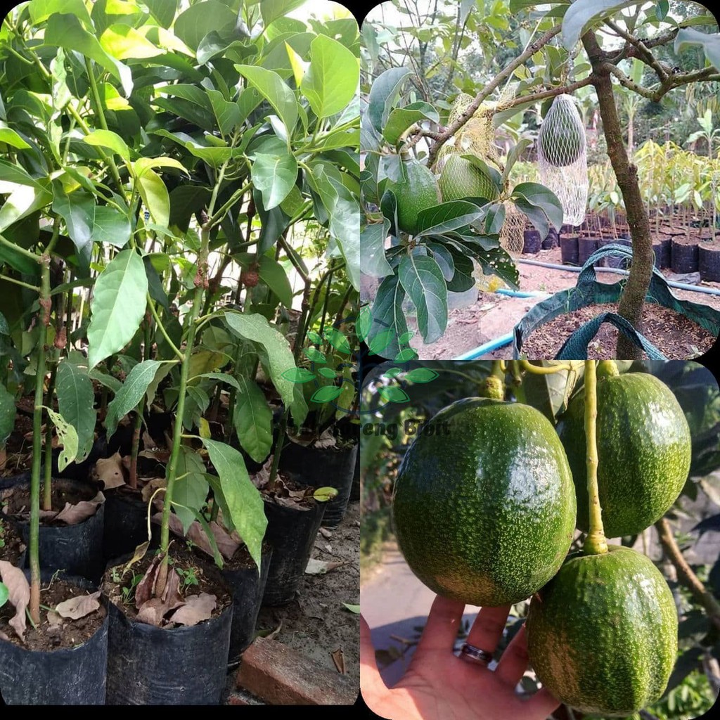 Bibit Alpukat Kendil Murah - Bibit Alpukat Okulasi