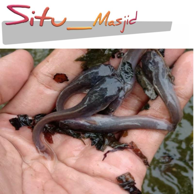 Bibit Ikan Lele [7 - 8 cm]