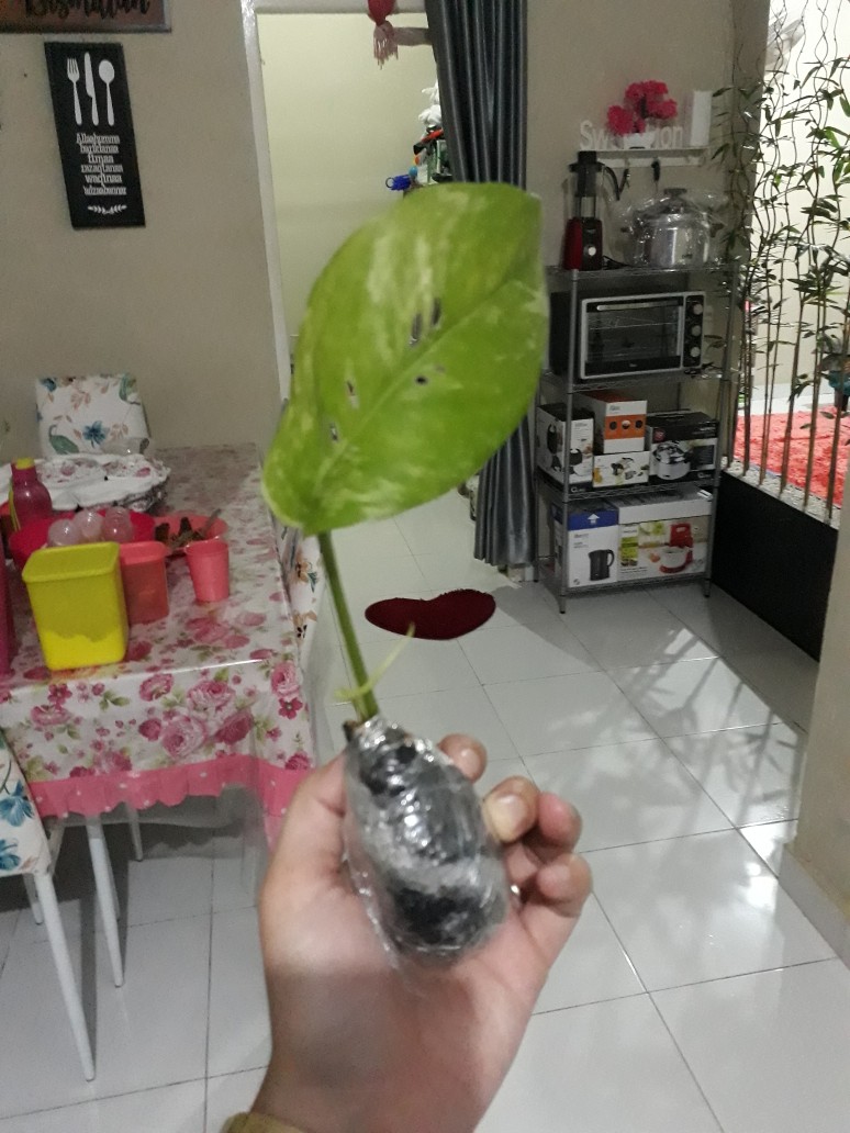 Bibit Tanaman Hias Monstera Epipremnum Varigata Satu Daun