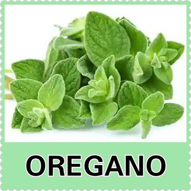 Benih Biji Daun Herbal Oregano