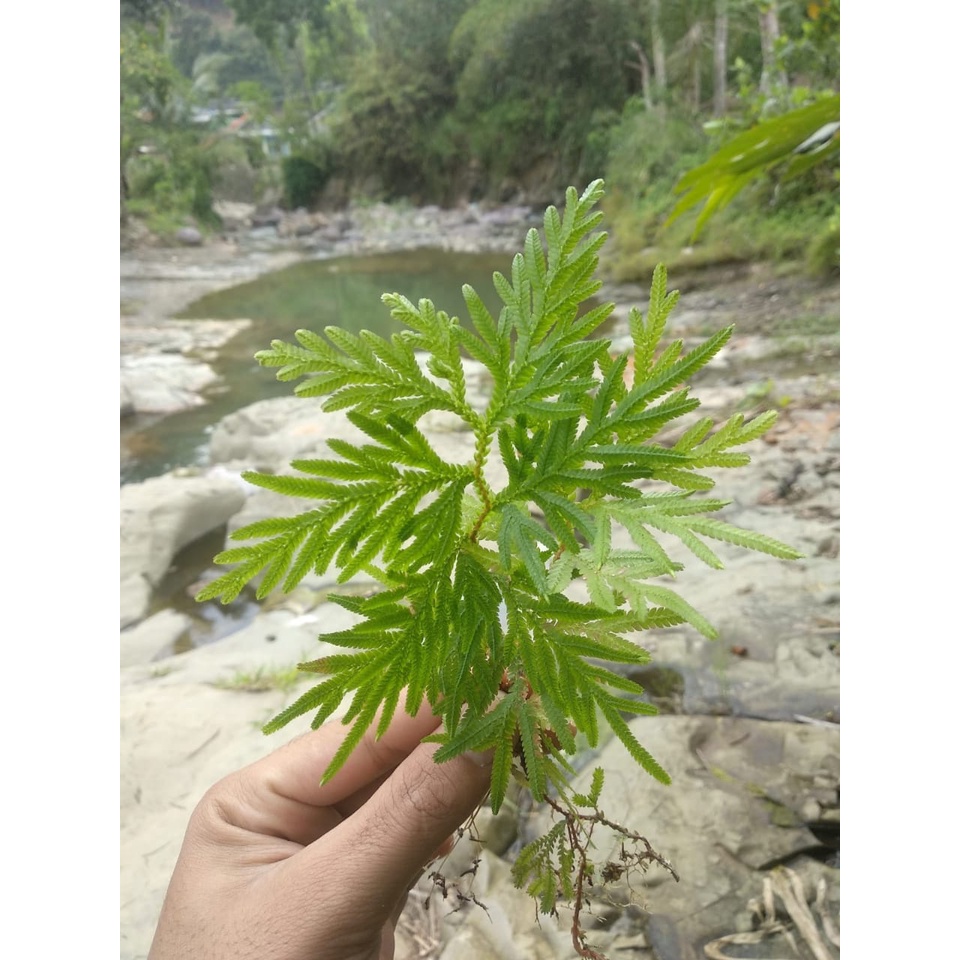 Tumbuhan Hias Paku Alam Cantik