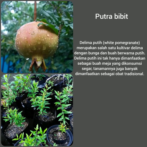 Bibit tanaman buah delima putih - pohon delima - buah delima