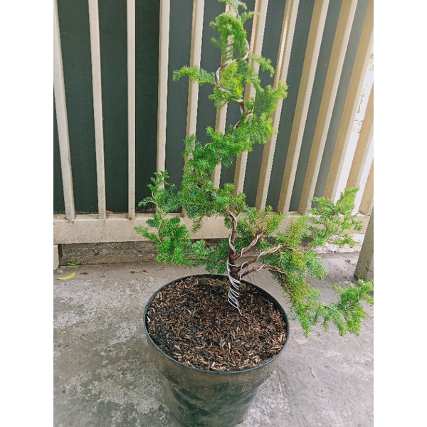 Bonsai Cemara Pua Pua Duri Cemara Duri Juniperus Rigida Cepara Badak