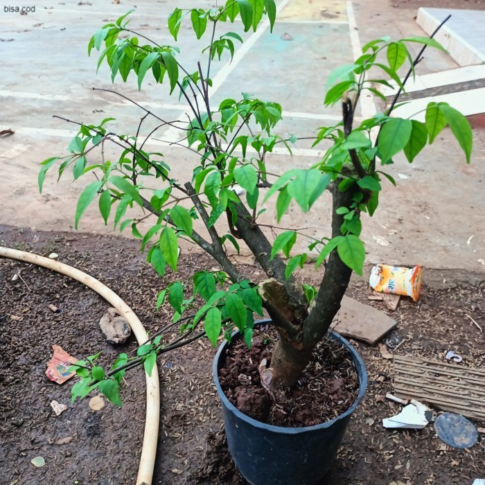 bonsai anting putri - bahan binsai anting putri