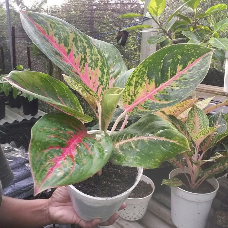 [✅COD] AGLONEMA BIG PAPA - (AGLONEMA REMAJA)/ BUNGA / AGLONEMA IMPORT WARNAMURAH