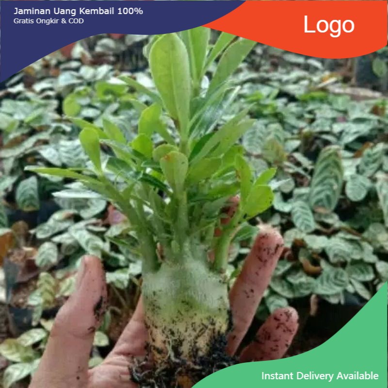 Kamboja Jepang bonggol besar bunga tumpuk