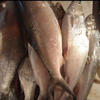 

Ikan Bandeng Fresh 1 Kg