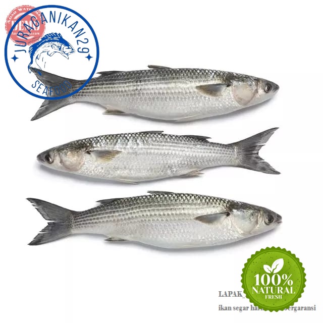 

Ikan Kada Segar 1~Kilogram