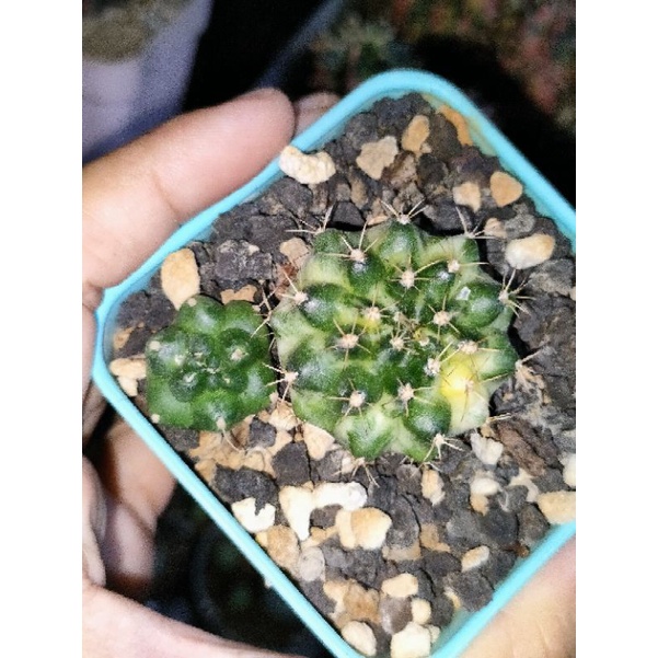 Gymno marble plus gymno kikko