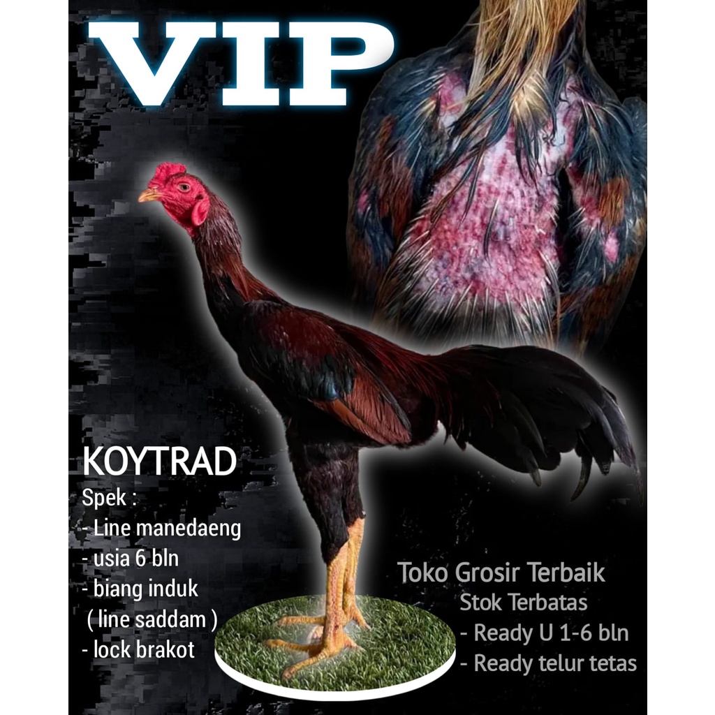 Ayam bangkok koytrad asli pakhoy line manedaeng ori