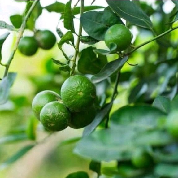 Bibit jeruk nipis asli okulasi