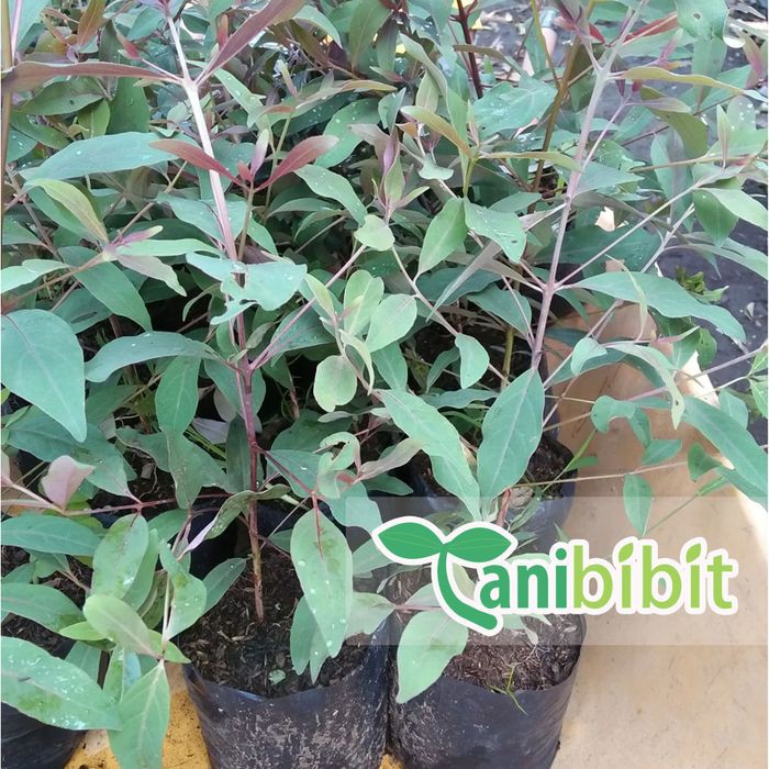 Bibit Pohon Pelangi - Tanaman Rainbow Eucalyptus - Eucalyptus Deglupta