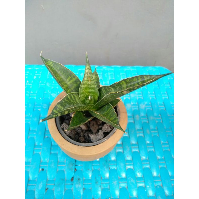 Tanaman hias mini sansevieria / sansivera hybrid blue clone x ed eby