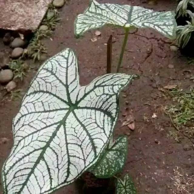 Tanaman hias keladi putih - hiasan taman - tanaman keladi - keladi putih - keladi