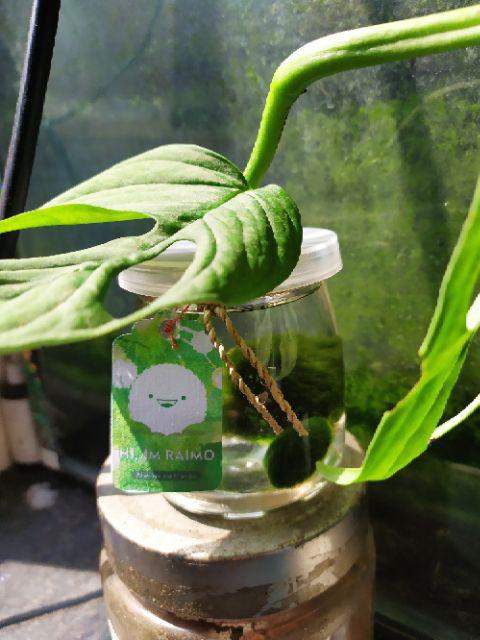Marimo Moss Ball In Jar Tinggi 240 Ml 1< Alga Jepang
