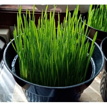 CAT GRASS RUMPUT KUCING (SUDAH JADI DAN RIMBUN)  Shopee Indonesia