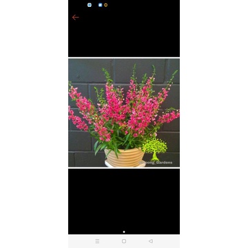 TANAMAN HIAS LAVENDER PINK