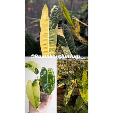 philodendron bilitiae varigated anakan - tanaman hias philodendron bilitae