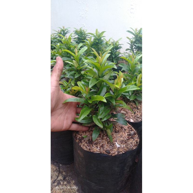 Bibit bunga asoka tanaman bonsai dan hias