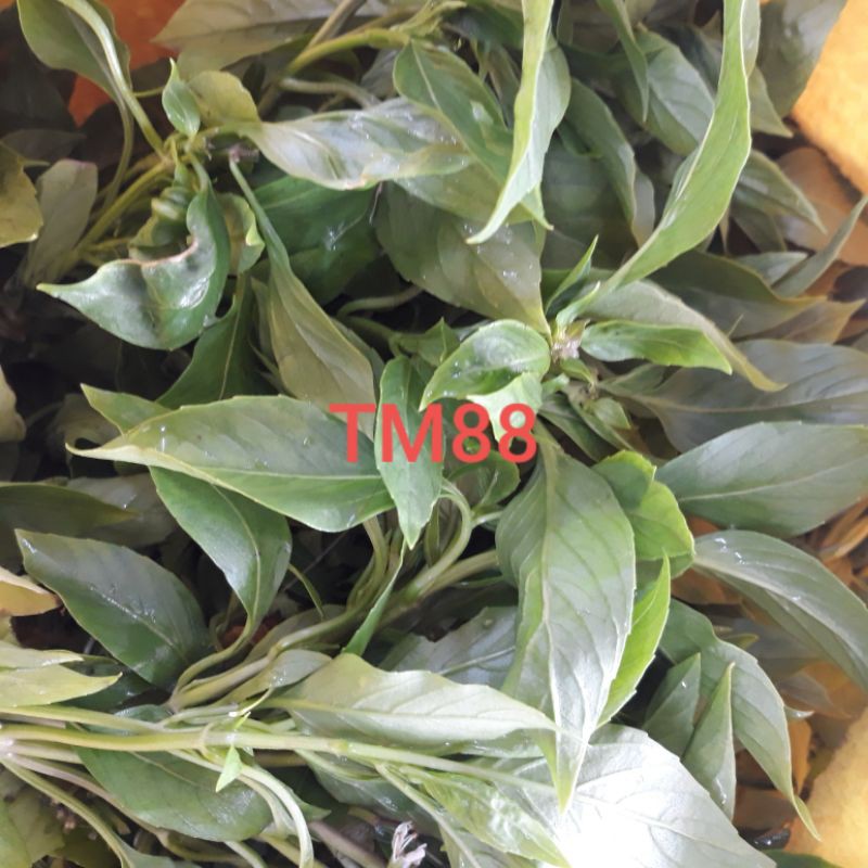 

DAUN KEMANGI KHAS KALIMANTAN
