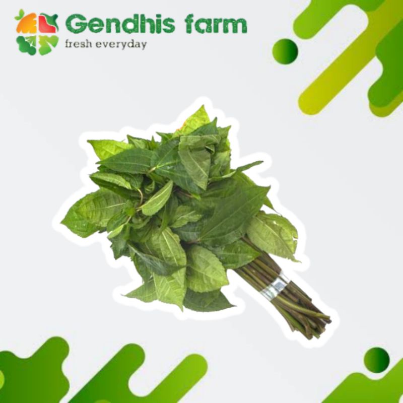 

Daun Pohpohan [1 ikat]