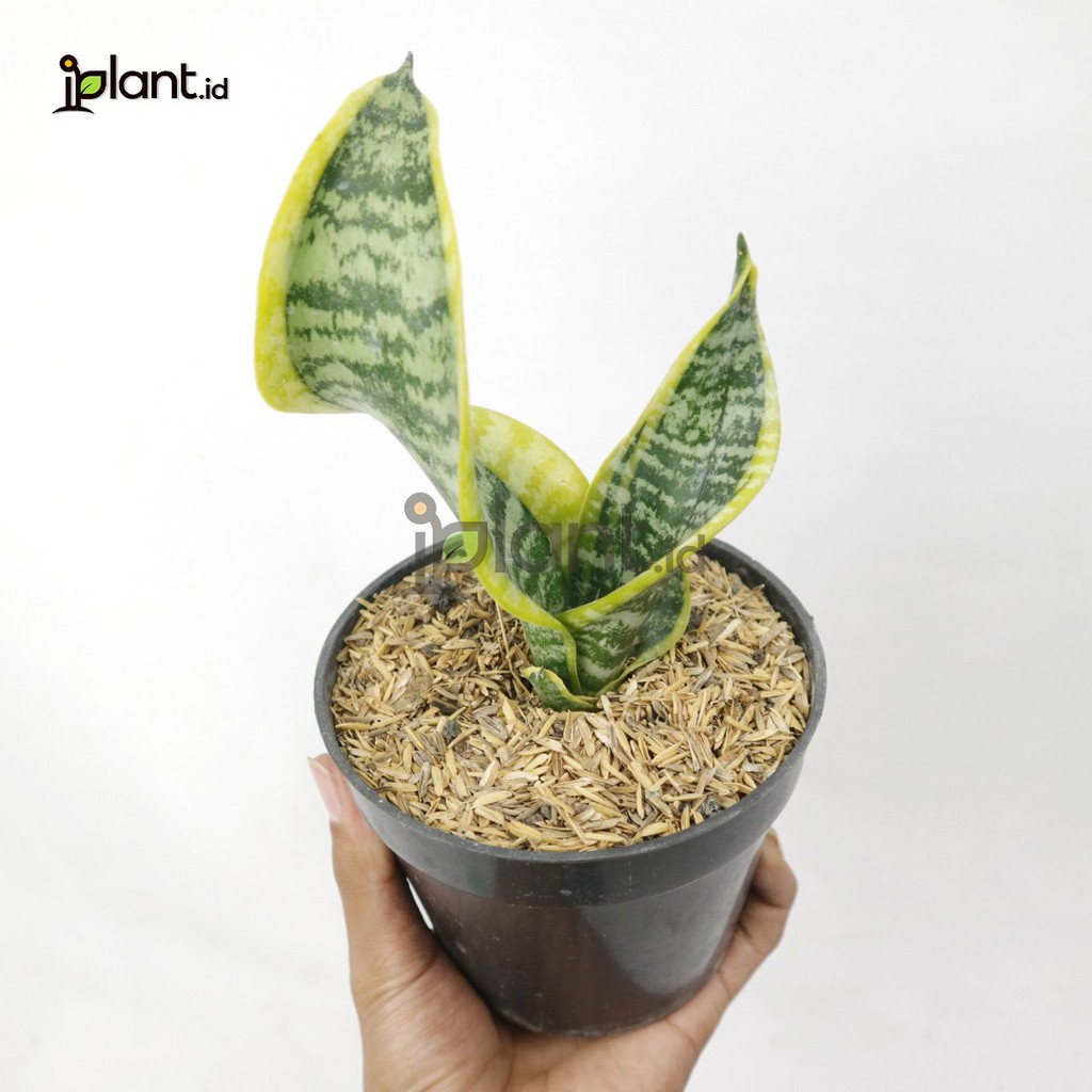 Sansevieria Twister