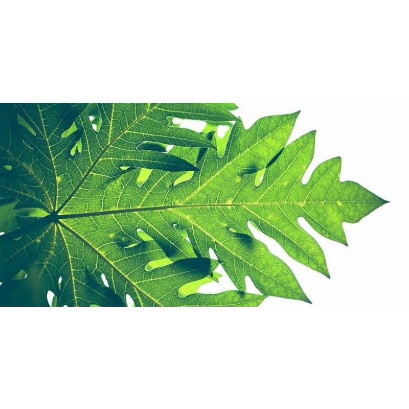 

DAUN PEPAYA FRESH 100 GRAM
