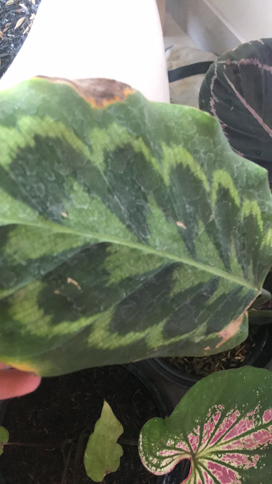 Tanaman Hias Daun Calathea Peacock