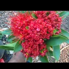 bibit tanaman hias santos lemon tinggi besar