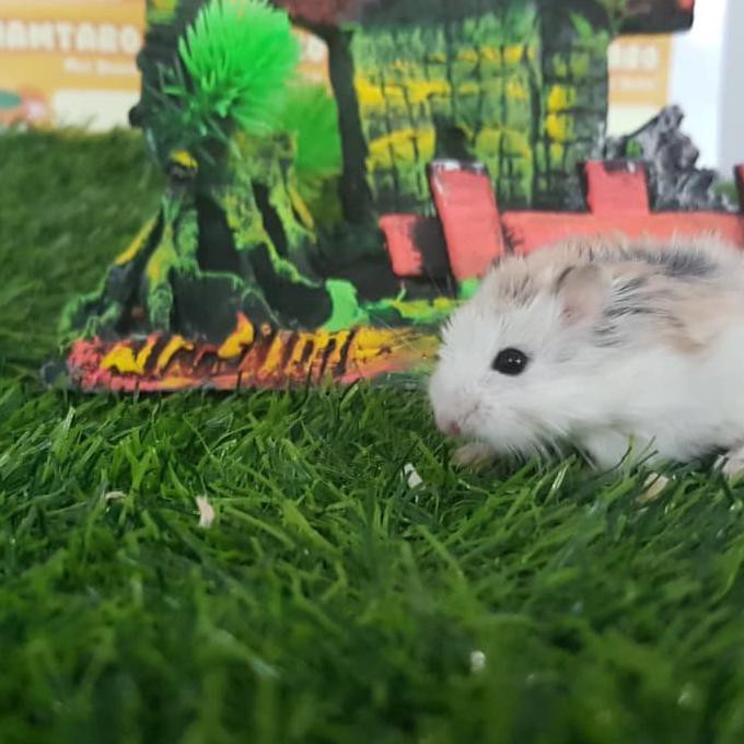 Hamster Roborovski husky wf