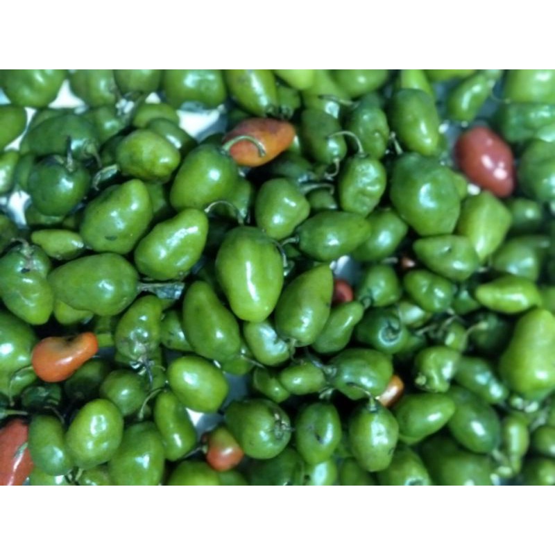 

cabe gendot cabe gembor fresh 500gr