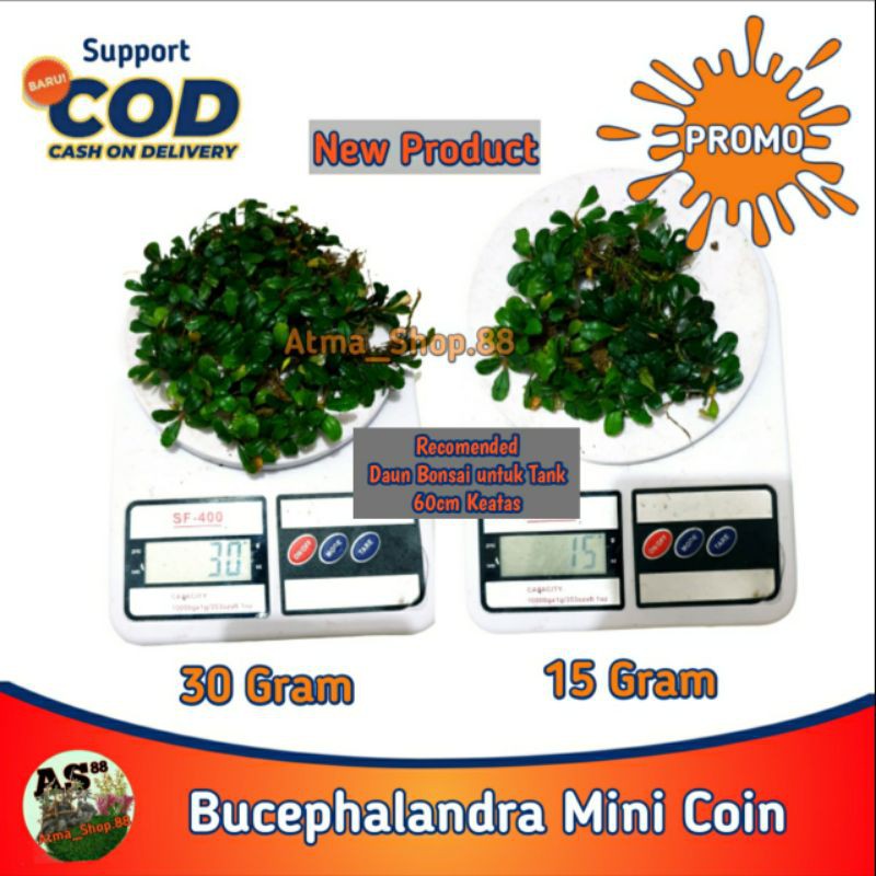 Buce Bucephalandra Mini Coin Buchepalandra Untuk Bonsai Tanaman Aquascape Plants Clump Alam Murah
