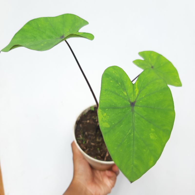 colocasia lime gecko