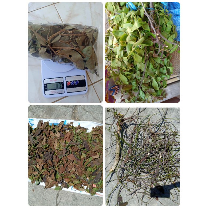 

Benalu Daun Kelor Kering 1kg