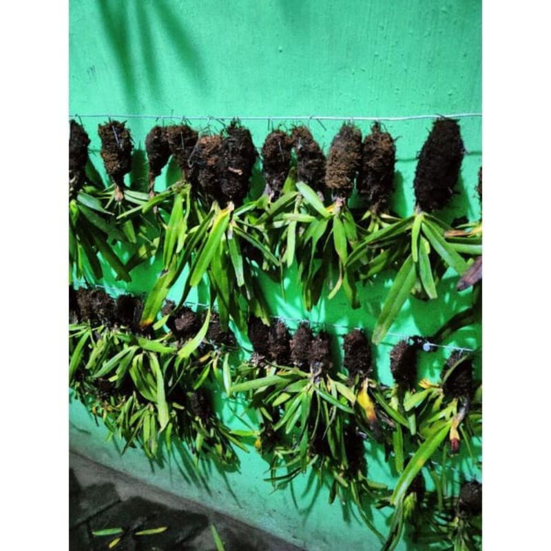 Anggrek kuku macan mini