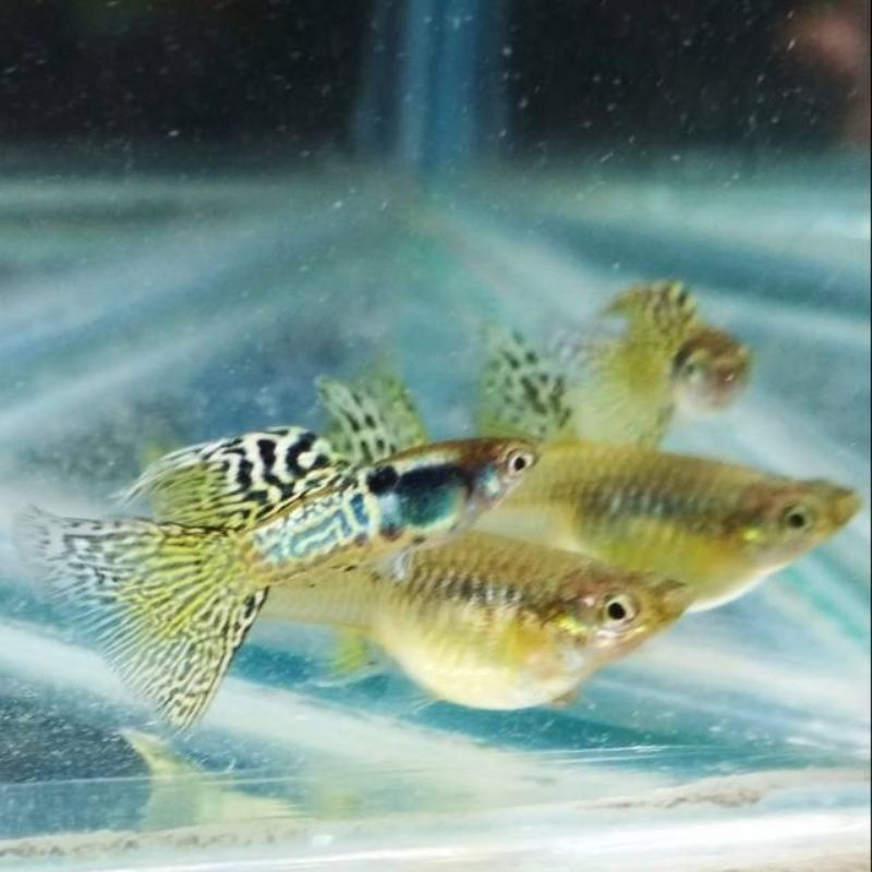 

ikan guppy Mssyl