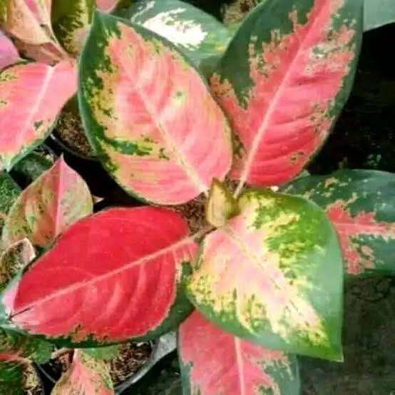 Aglonema red kocin remaja aglonema 3-5 daun murah dan cantik