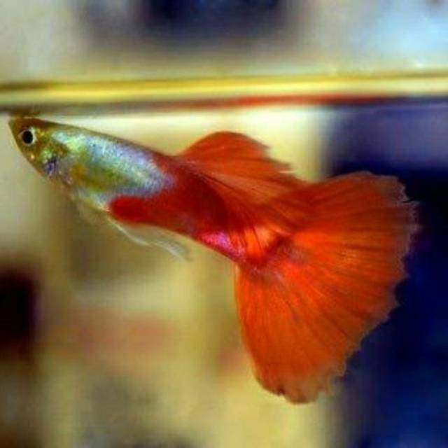 Ikan Hias Guppy Platinum Red Tail (Sepasang)