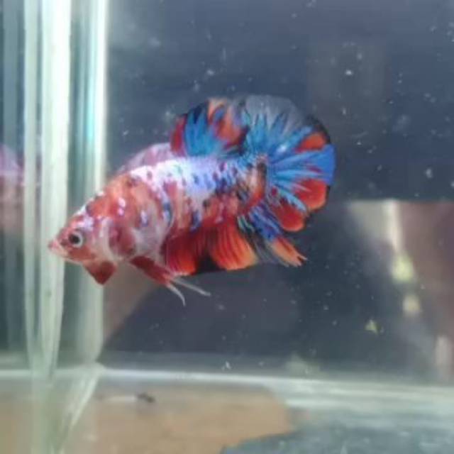 

Ikan Cupang Koi Galaxy Multicolor