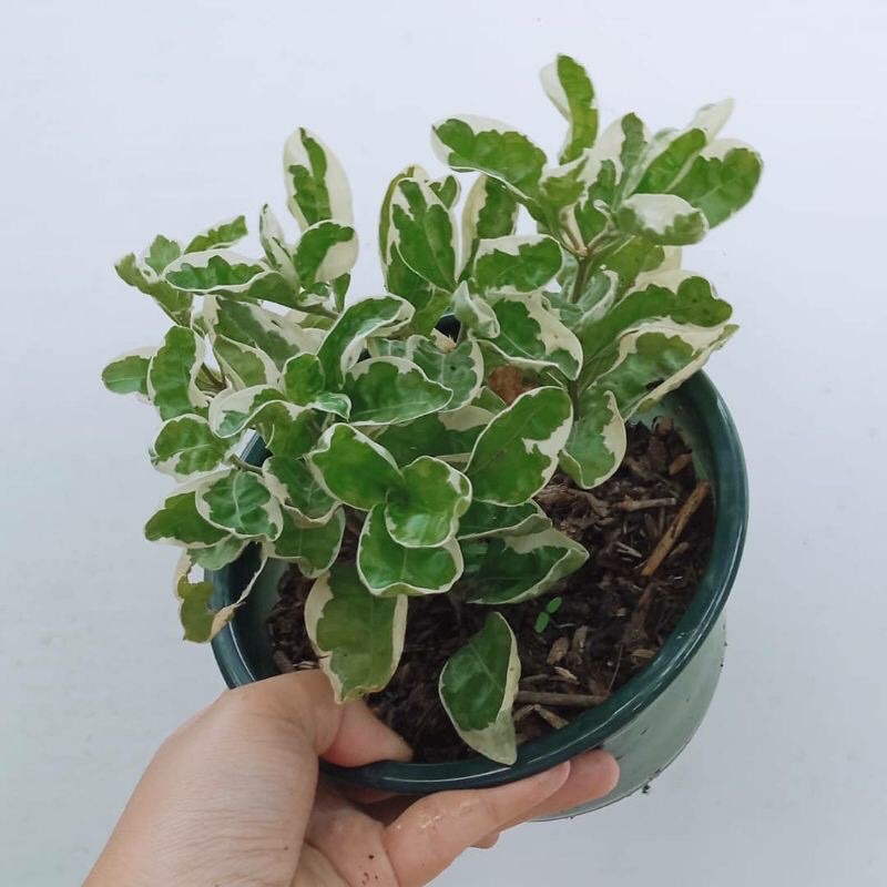 Krokot Varigata / Krokot Varigata Hijau Putih