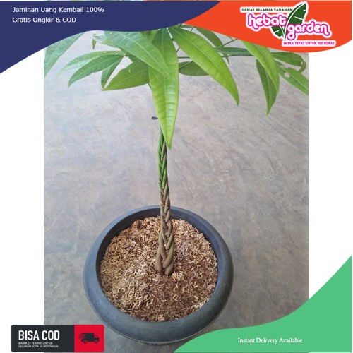 Pachira aquatica - money tree - kacang saba - pachira kepang