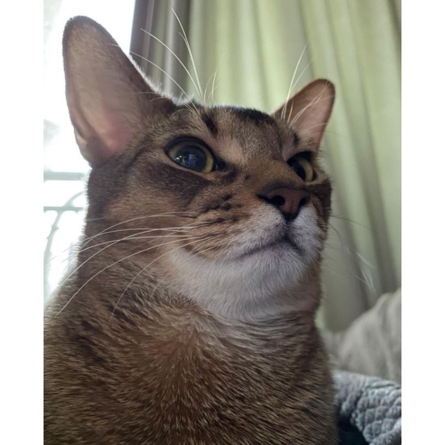 Binder Index (Bindex) Hot Sauce Mark Jeno Jaemin