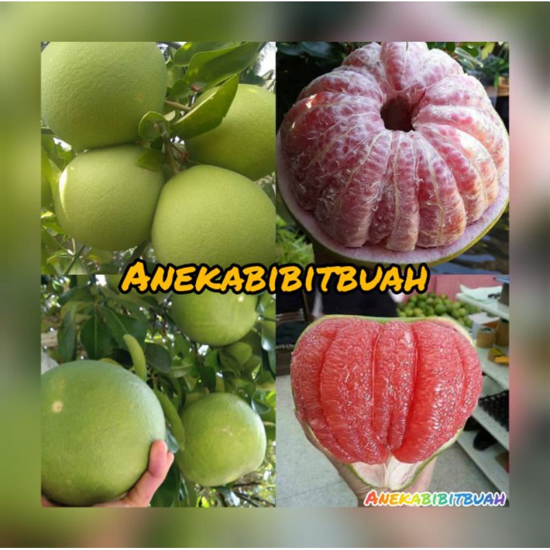 BIBIT JERUK BALI JUMBO