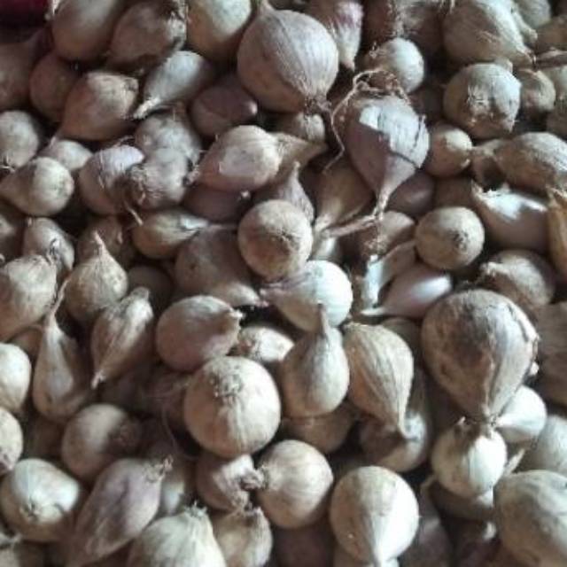 Bawang Putih Tunggal / Lanang LOKAL 500 Gram