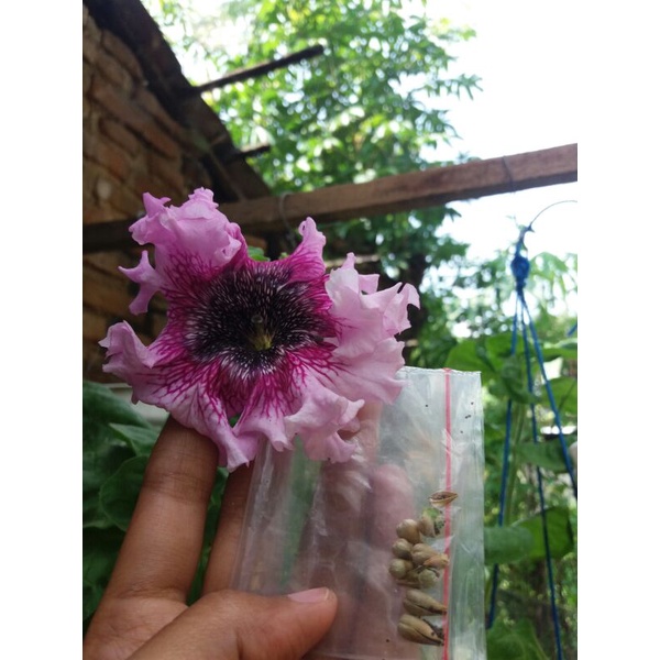 Jual Biji Petunia Fresh Seed Mix Shopee Indonesia