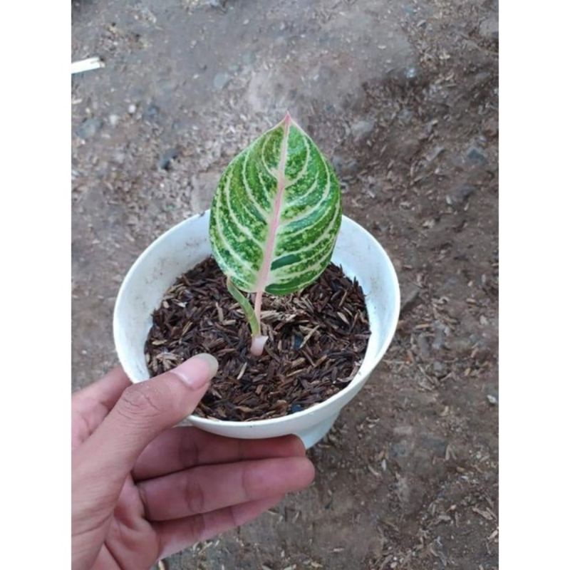 Aglaonema moonlight anakan