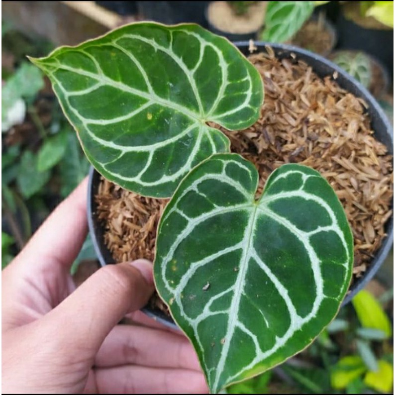 Tanaman Hias Kuping Gajah Mini