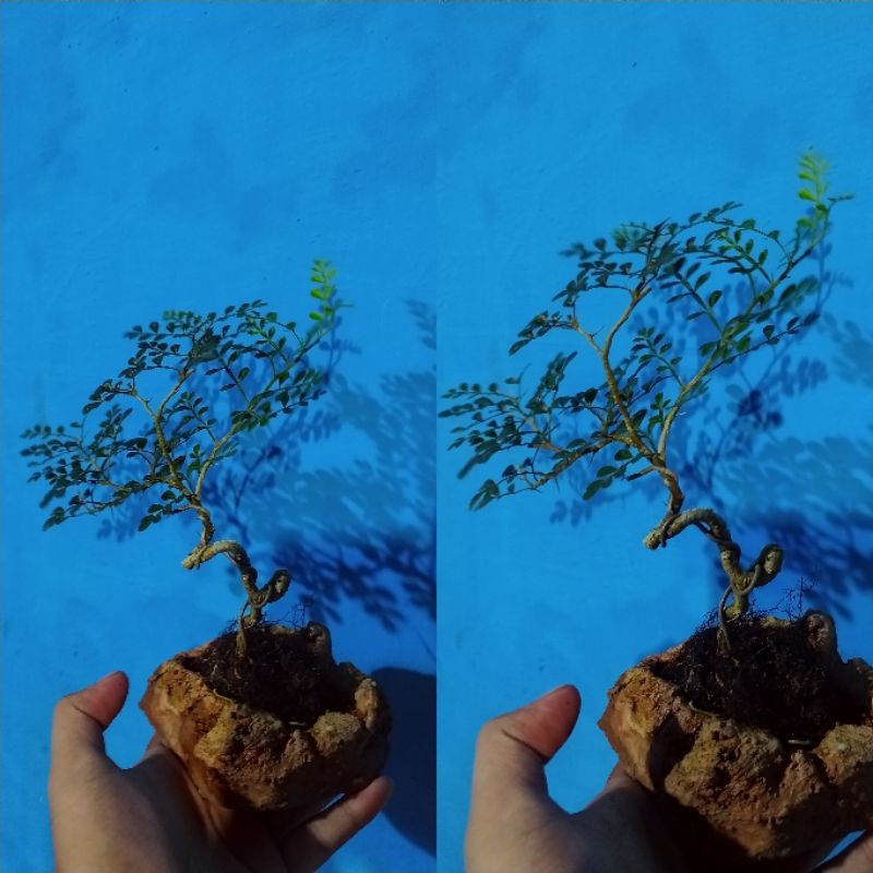 bonsai mame siap pajang +pot semen id kawista batu